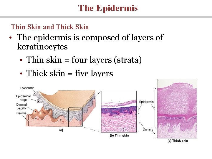 The Epidermis Thin Skin and Thick Skin • The epidermis is composed of layers