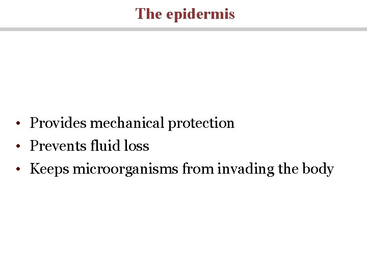 The epidermis • Provides mechanical protection • Prevents fluid loss • Keeps microorganisms from