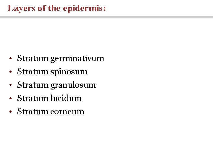 Layers of the epidermis: • Stratum germinativum • Stratum spinosum • Stratum granulosum •
