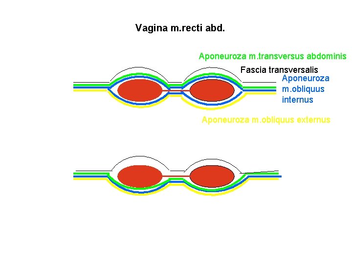 Vagina m. recti abd. Aponeuroza m. transversus abdominis Fascia transversalis Aponeuroza m. obliquus internus