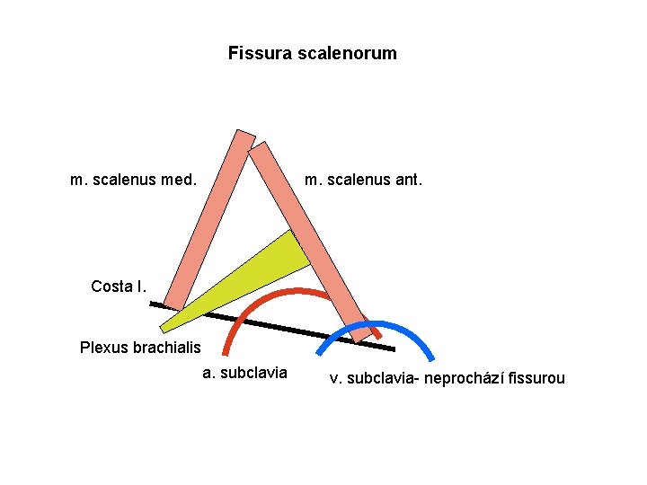 Fissura scalenorum m. scalenus med. m. scalenus ant. Costa I. Plexus brachialis a. subclavia