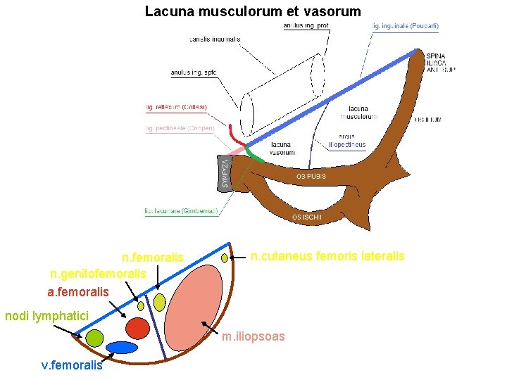 Lacuna musculorum et vasorum n. femoralis n. genitofemoralis a. femoralis n. cutaneus femoris lateralis