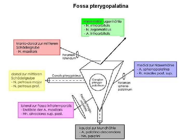 Fossa pterygopalatina kranio-rostral 