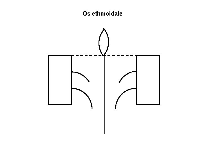 Os ethmoidale 