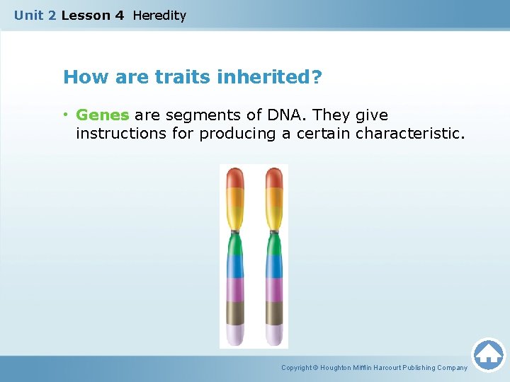 Unit 2 Lesson 4 Heredity How are traits inherited? • Genes are segments of