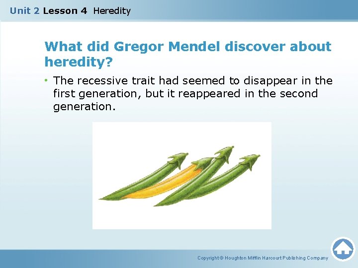 Unit 2 Lesson 4 Heredity What did Gregor Mendel discover about heredity? • The