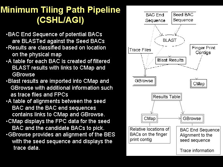 Minimum Tiling Path Pipeline (CSHL/AGI) • BAC End Sequence of potential BACs are BLASTed