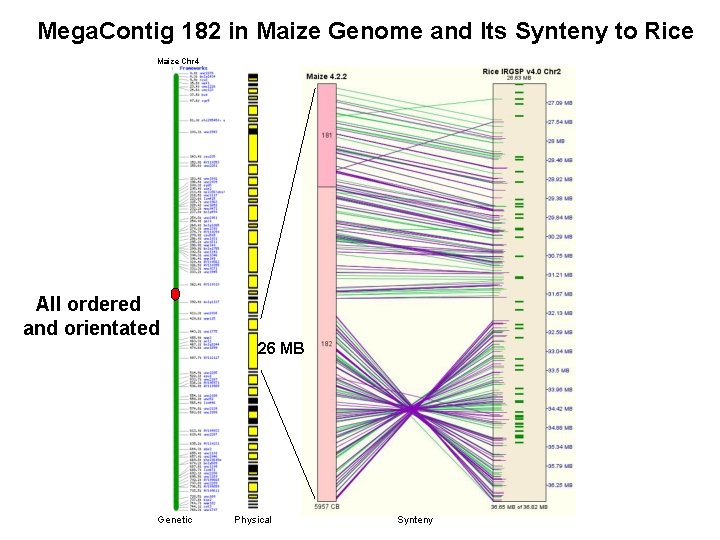 Mega. Contig 182 in Maize Genome and Its Synteny to Rice Maize Chr 4