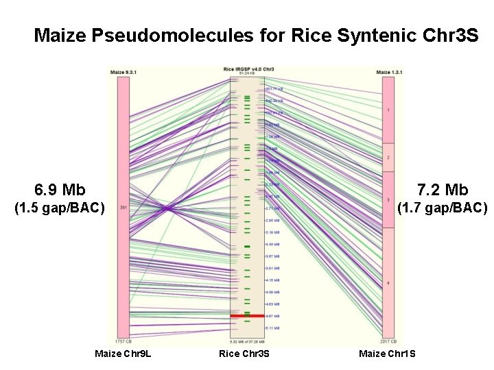 Maize Pseudomolecules for Rice Syntenic Chr 3 S 6. 9 Mb 7. 2 Mb Maize Pseudomolecules for Rice Syntenic Chr 3 S 6. 9 Mb 7. 2 Mb