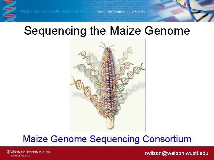 Sequencing the Maize Genome Sequencing Consortium rwilson@watson. wustl. edu 