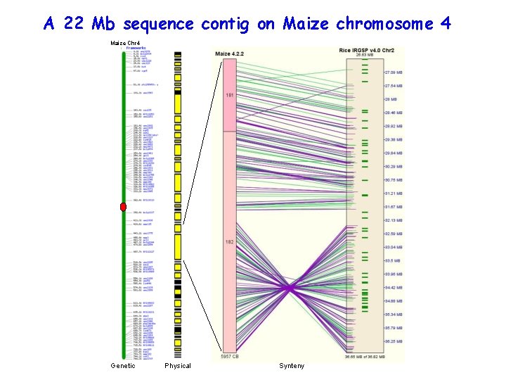 A 22 Mb sequence contig on Maize chromosome 4 Maize Chr 4 Genetic Physical