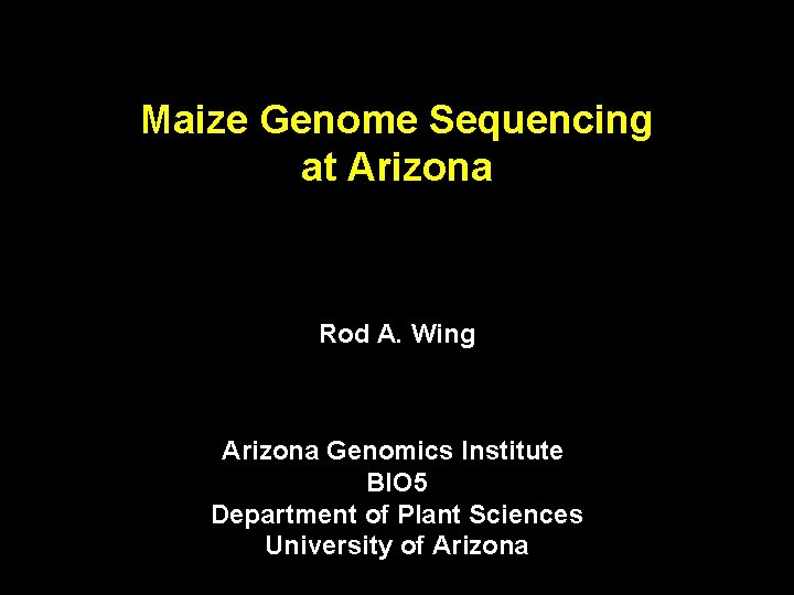 Maize Genome Sequencing at Arizona Rod A. Wing Arizona Genomics Institute BIO 5 Department