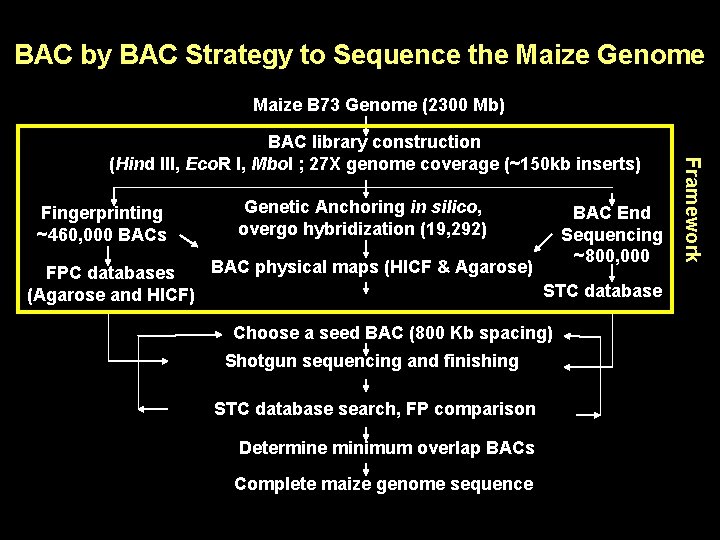 BAC by BAC Strategy to Sequence the Maize Genome Maize B 73 Genome (2300 BAC by BAC Strategy to Sequence the Maize Genome Maize B 73 Genome (2300