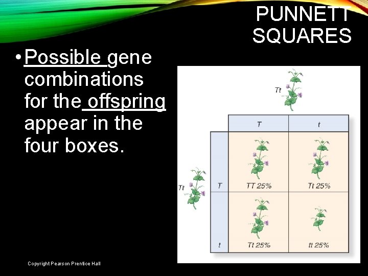  • Possible gene combinations for the offspring appear in the four boxes. PUNNETT