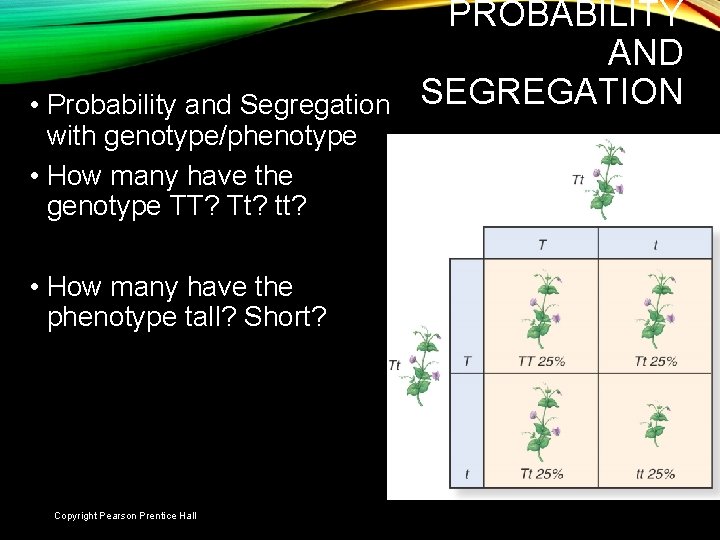  • Probability and Segregation with genotype/phenotype • How many have the genotype TT?