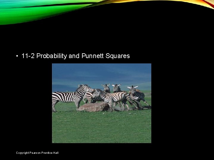 11 -2 PROBABILITY AND PUNNETT SQUARES • 11 -2 Probability and Punnett Squares Slide