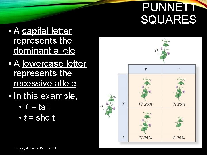  • A capital letter represents the dominant allele • A lowercase letter represents