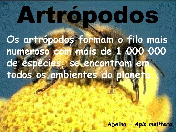 Artrópodos Os artrópodos formam o filo mais numeroso com mais de 1 000 de