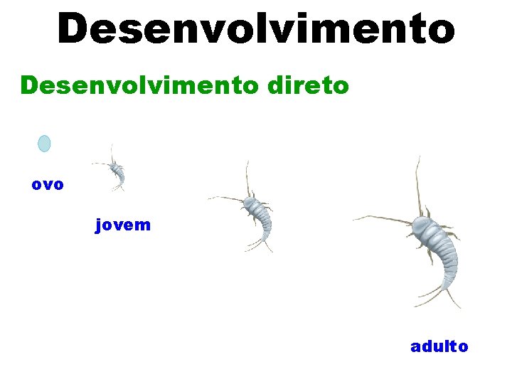 Desenvolvimento direto ovo jovem adulto 