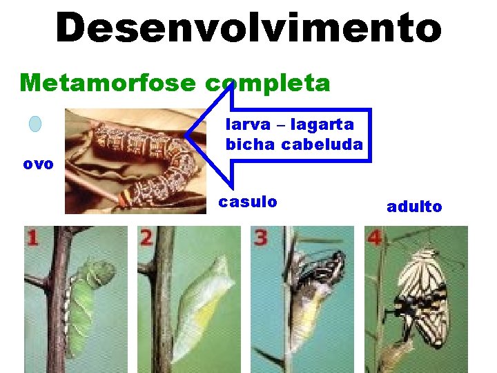 Desenvolvimento Metamorfose completa ovo larva – lagarta bicha cabeluda casulo adulto 