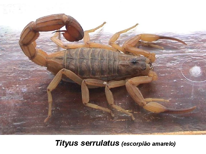 Tityus serrulatus (escorpião amarelo) 