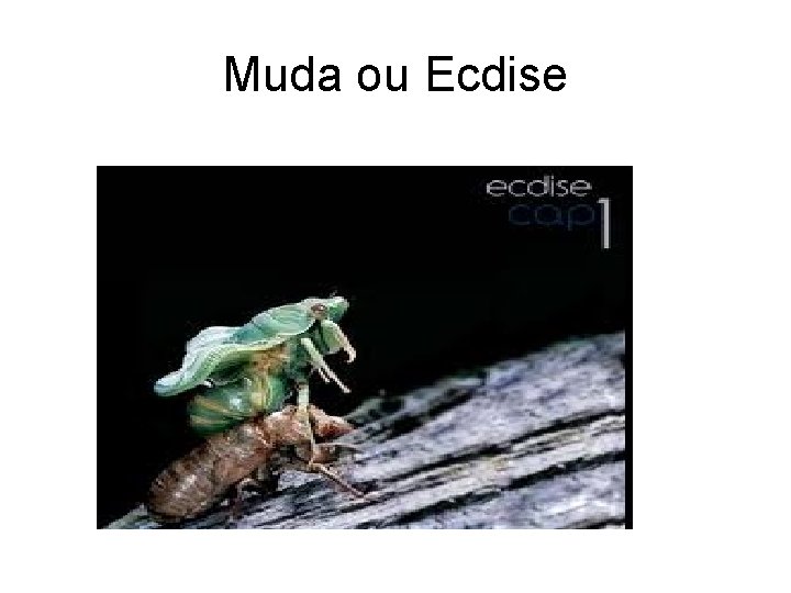 Muda ou Ecdise 