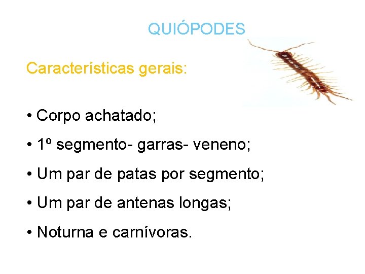 QUIÓPODES Características gerais: • Corpo achatado; • 1º segmento- garras- veneno; • Um par