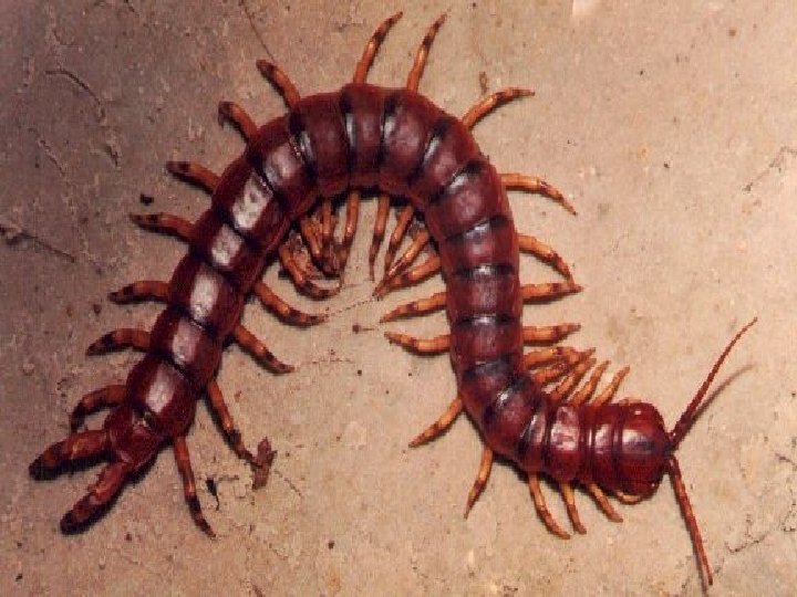 Miriápodos Divisão do corpo cabeça corpo 