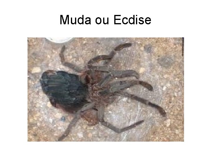 Muda ou Ecdise 