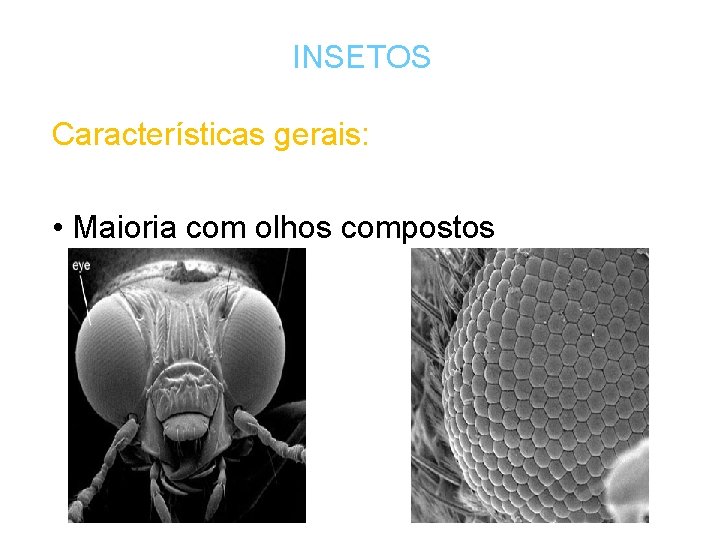 INSETOS Características gerais: • Maioria com olhos compostos 