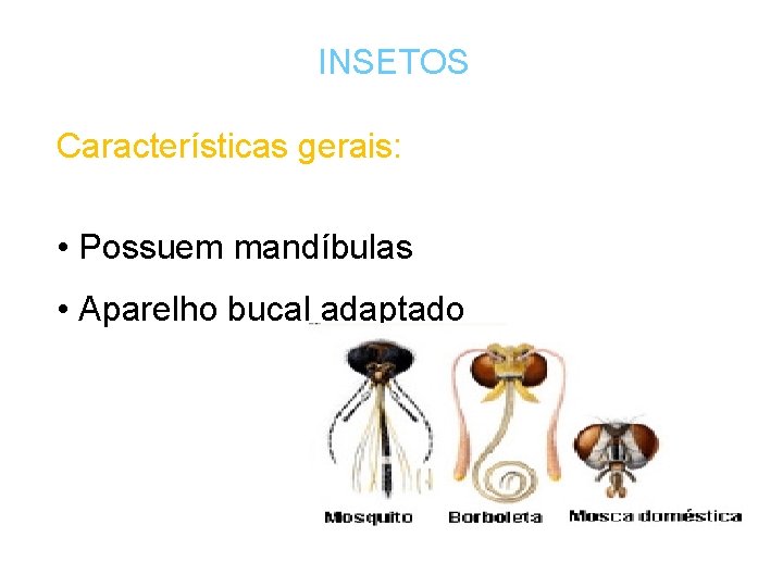 INSETOS Características gerais: • Possuem mandíbulas • Aparelho bucal adaptado 