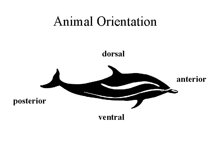 Animal Orientation dorsal anterior posterior ventral 