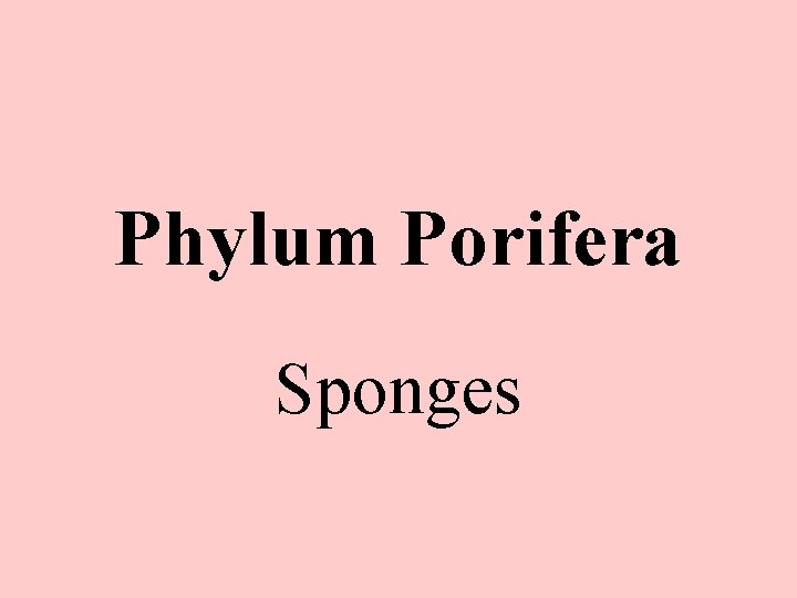 Phylum Porifera Sponges 