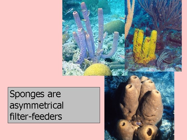Sponges are asymmetrical filter-feeders 