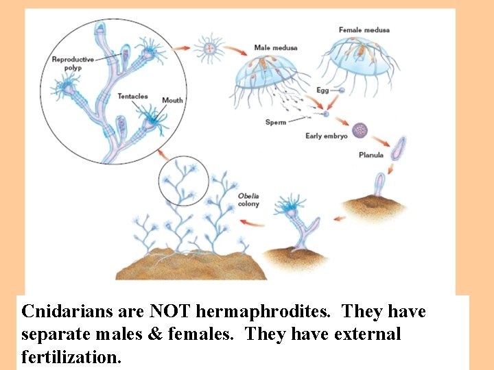 Cnidarians are NOT hermaphrodites. They have separate males & females. They have external fertilization.
