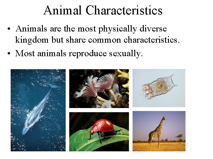 Animal Characteristics • Animals are the most physically diverse kingdom but share common characteristics.