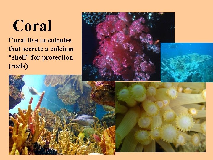 Coral live in colonies that secrete a calcium “shell” for protection (reefs) 