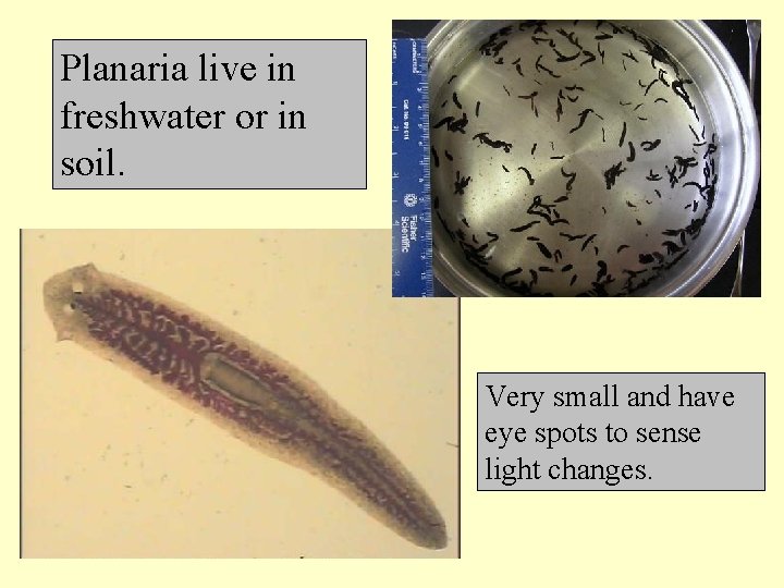 Planaria live in freshwater or in soil. Very small and have eye spots to