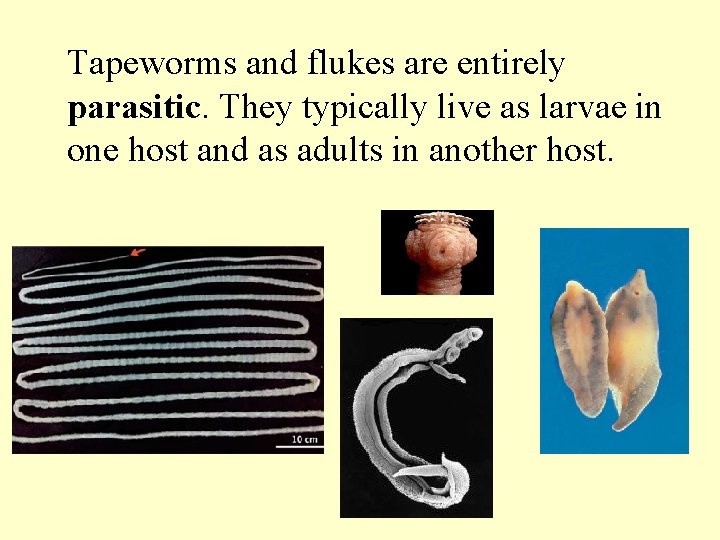 Tapeworms and flukes are entirely parasitic. They typically live as larvae in one host
