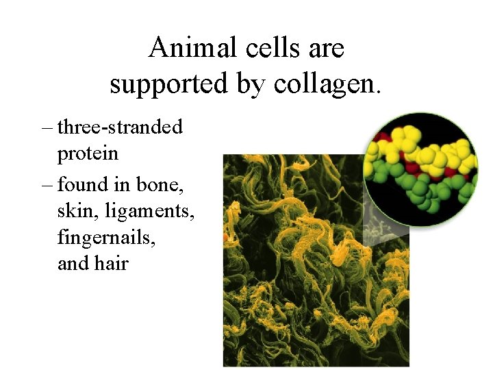 Animal cells are supported by collagen. – three-stranded protein – found in bone, skin,