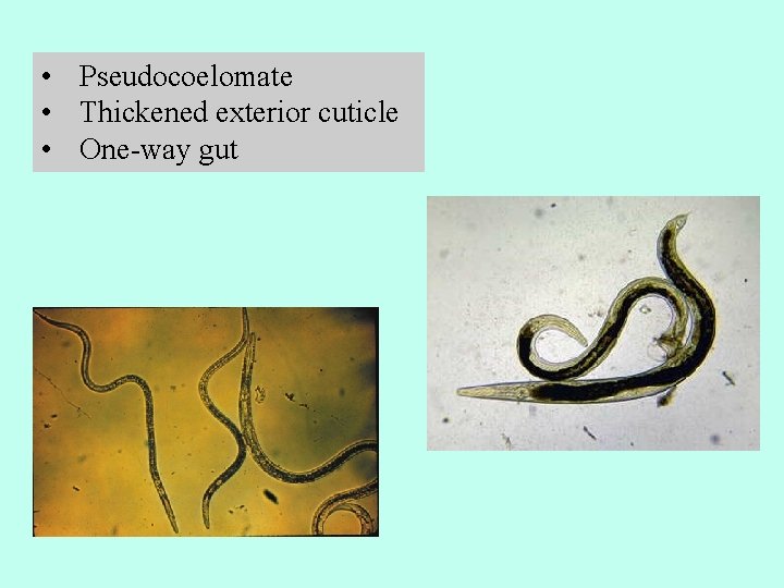  • Pseudocoelomate • Thickened exterior cuticle • One-way gut 