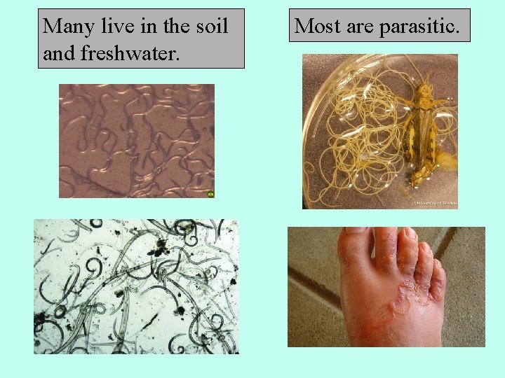 Many live in the soil and freshwater. Most are parasitic. 