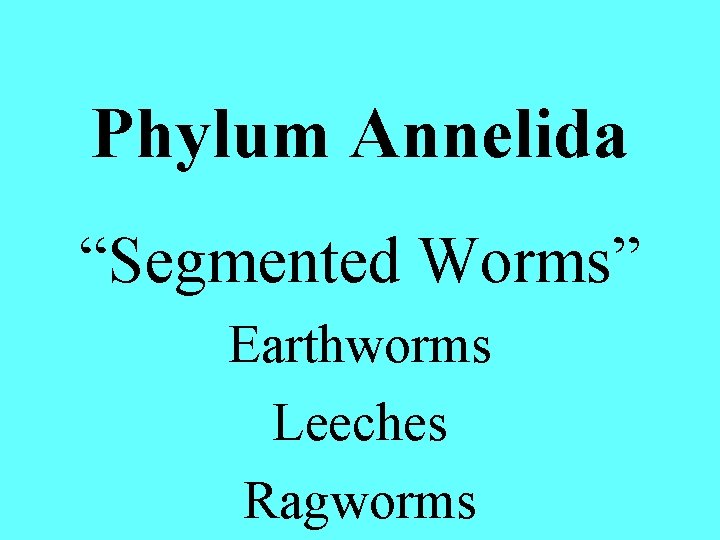 Phylum Annelida “Segmented Worms” Earthworms Leeches Ragworms 