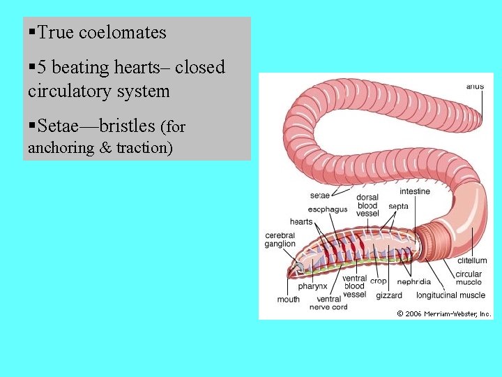 §True coelomates § 5 beating hearts– closed circulatory system §Setae—bristles (for anchoring & traction)
