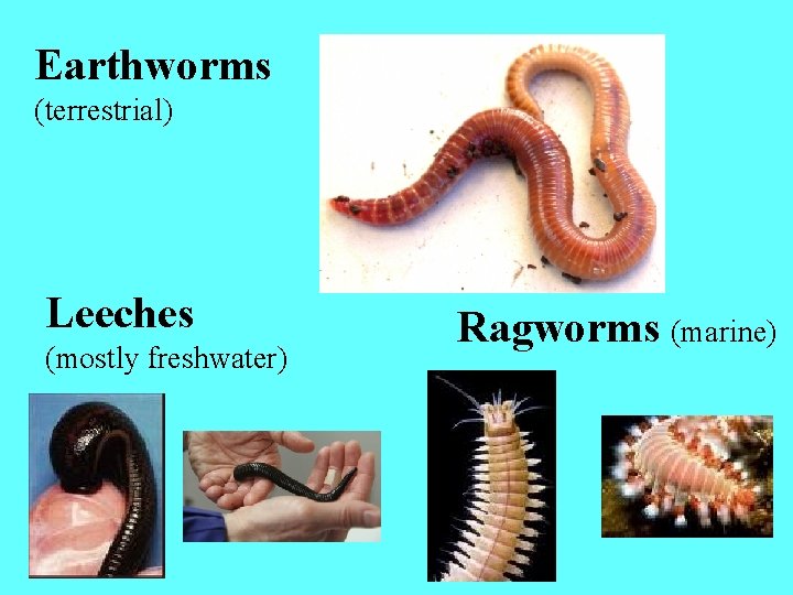 Earthworms (terrestrial) Leeches (mostly freshwater) Ragworms (marine) 