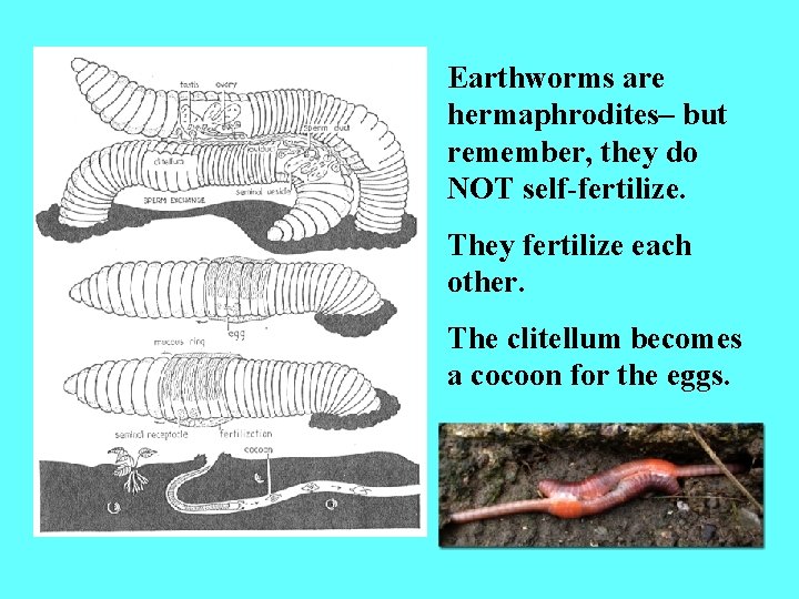 Earthworms are hermaphrodites– but remember, they do NOT self-fertilize. They fertilize each other. The