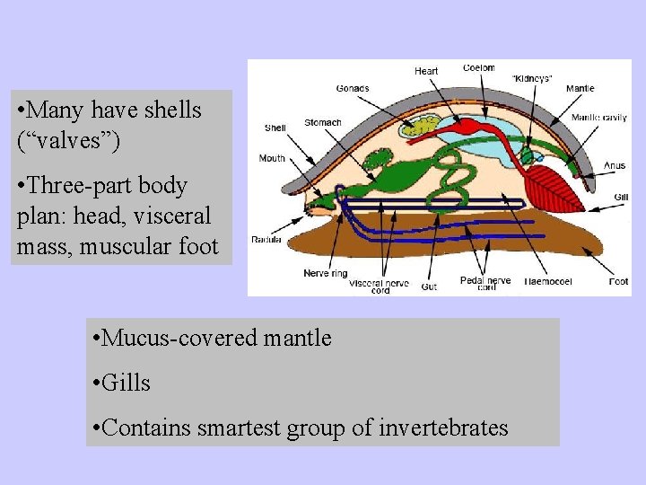  • Many have shells (“valves”) • Three-part body plan: head, visceral mass, muscular