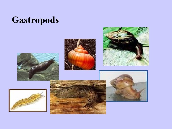 Gastropods 