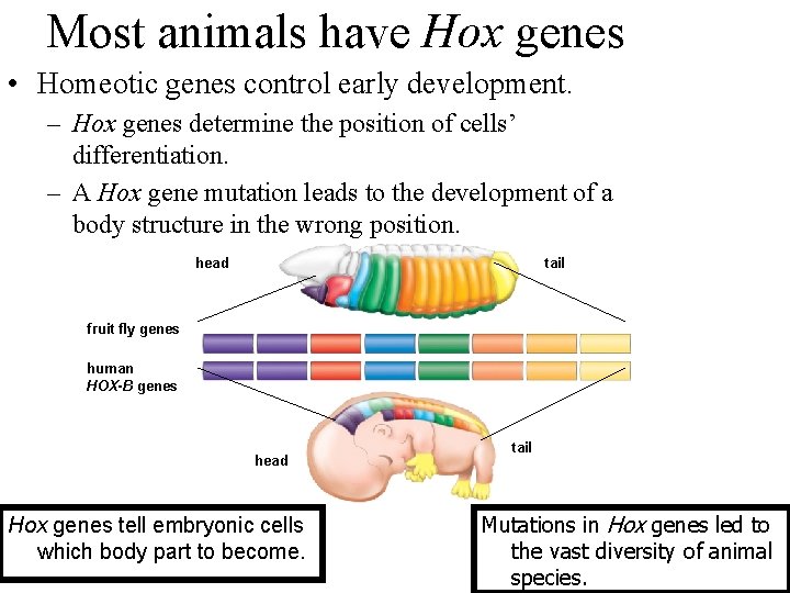Most animals have Hox genes • Homeotic genes control early development. – Hox genes