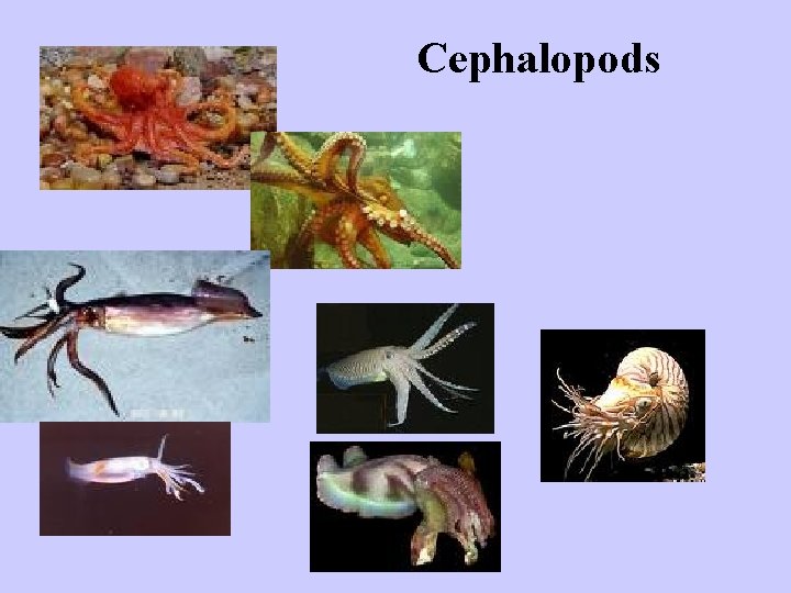 Cephalopods 